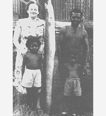 Record photograph for Anguilla reinhardtii